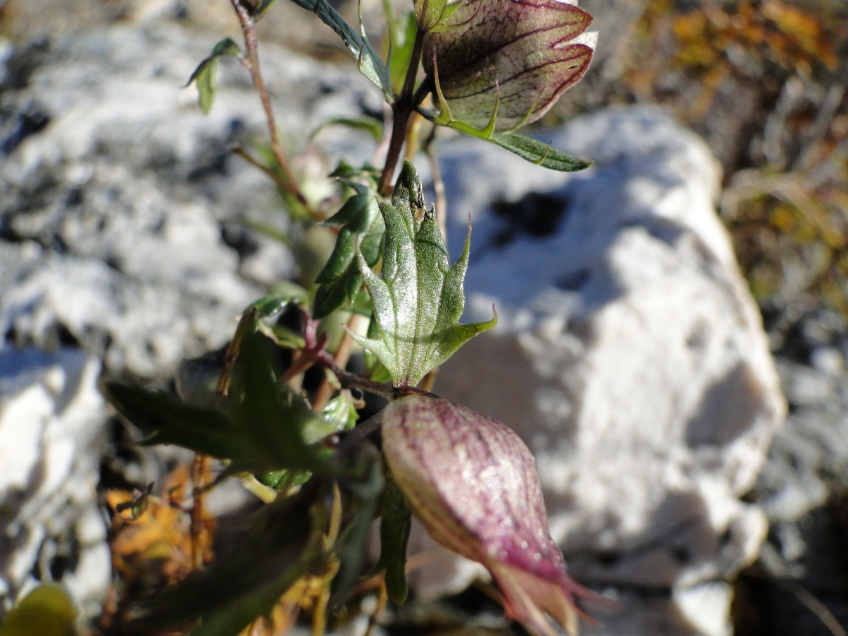Rhinanthus angustifolius
